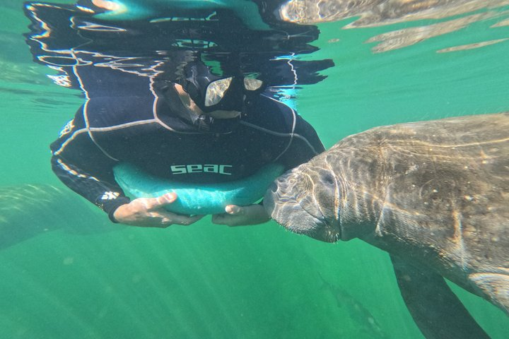 3 Hour Manatee Swim - Small Group w/complimentary photos! - Photo 1 of 17